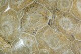 Polished Fossil Coral (Actinocyathus) - Morocco #84968-1